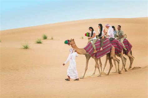 camels cross the arabian desert dubai uae